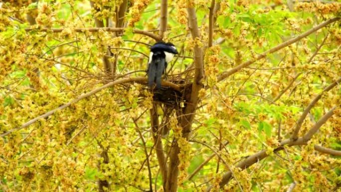 喜鹊在早春的时候在树上筑巢。