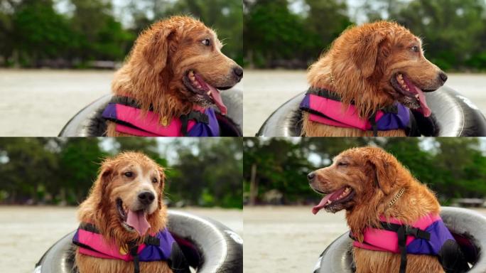 近距离射杀狗在海滩上的橡胶圈休息，快乐的周末享受日落，金狗坐和有趣的活动理念。
