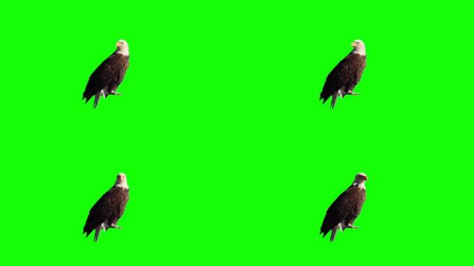 鹰在绿色屏幕上看