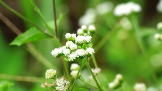 班多坦 (Ageratum conyzoides) 是属于菊科部落的一种农业杂草。用于对抗痢疾和腹泻