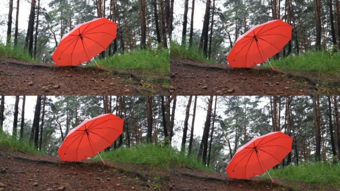 秋天森林里鲜红色的雨伞。林地