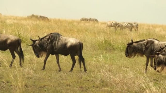 一群牛羚在非洲大草原的阳光灼热的草地上移动
