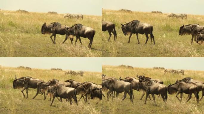 一群牛羚在非洲大草原的阳光灼热的草地上移动