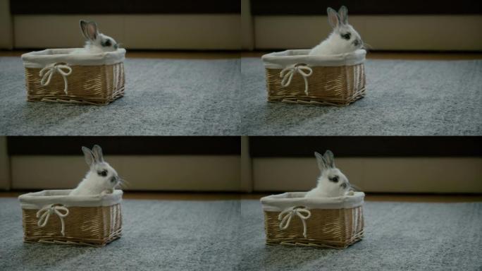 柳条篮里可爱的白兔-slo mo 01