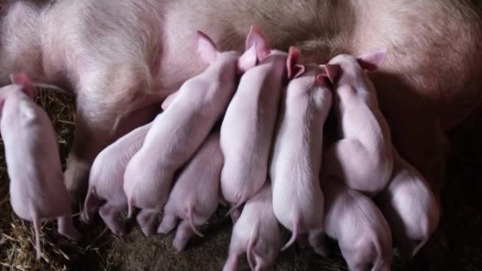小猪喝小猪的牛奶。母猪喂猪的孩子。农村的农场