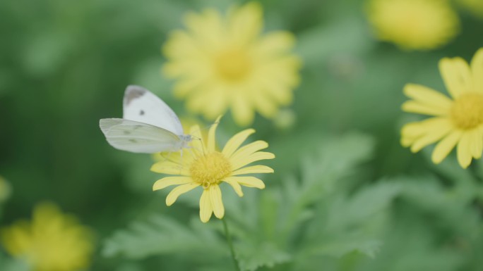 白蝴蝶在黄花上飞舞