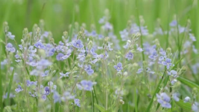 蓝色的小野花从风特写中摇曳在草地上。美丽的花卉背景。