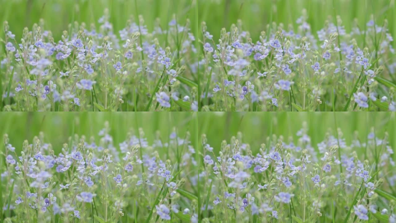 蓝色的小野花从风特写中摇曳在草地上。美丽的花卉背景。