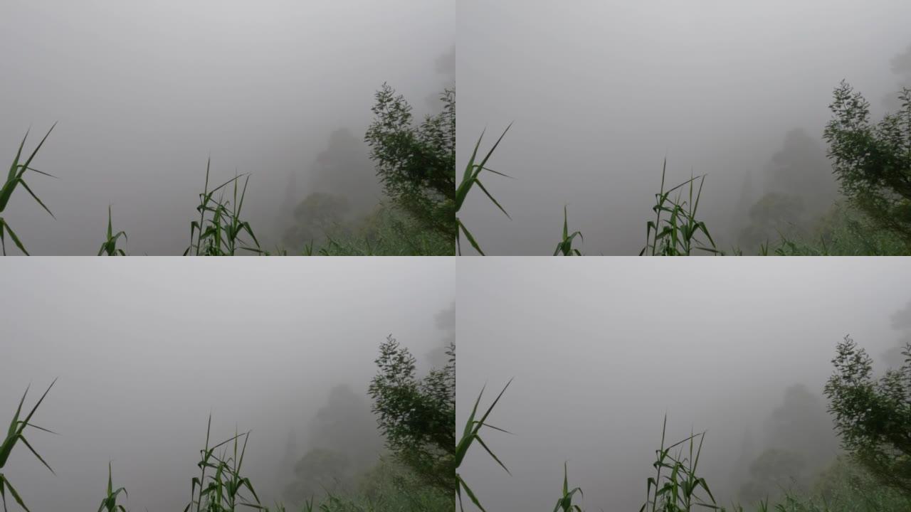 覆盖东爪哇劳乌山山坡的浓雾使空气变冷并降低能见度