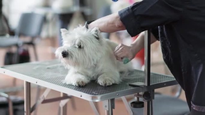 西狗理发，专业狗的修剪。对非修剪犬种的狗进行适当的毛发护理的概念