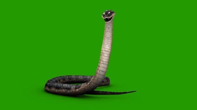 蛇在绿色屏幕上攻击