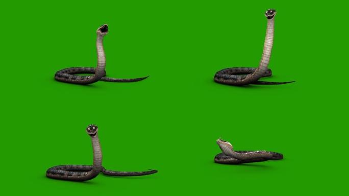 蛇在绿色屏幕上攻击