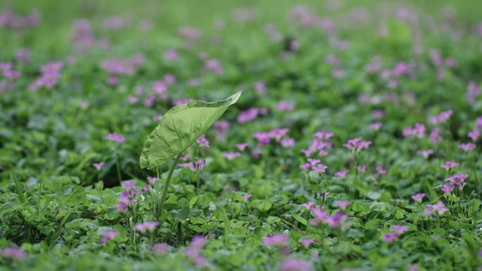 草地紫色小花群