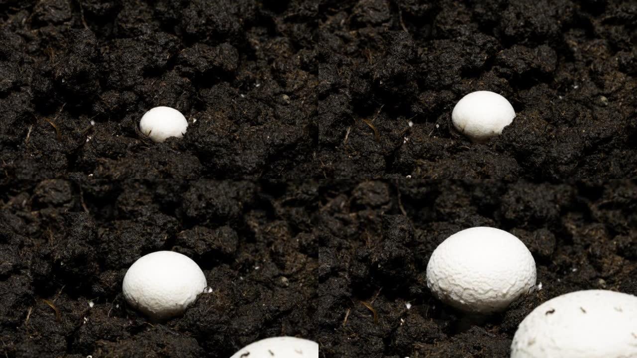 香菇在土壤背景上随时间推移生长。微生物在浇水时生活在地下