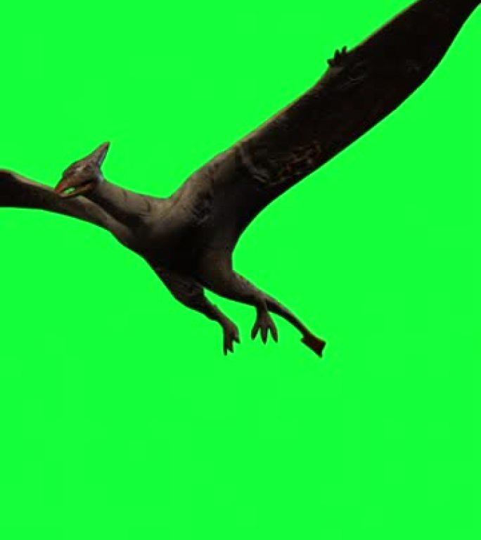 垂直视频-翼手龙飞行。绿色屏幕上的3d动画