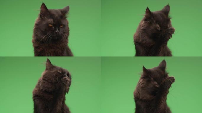 好奇的黑色猫咪伸出舌头，舔鼻子和毛皮，在工作室的绿色背景前清洁和提神