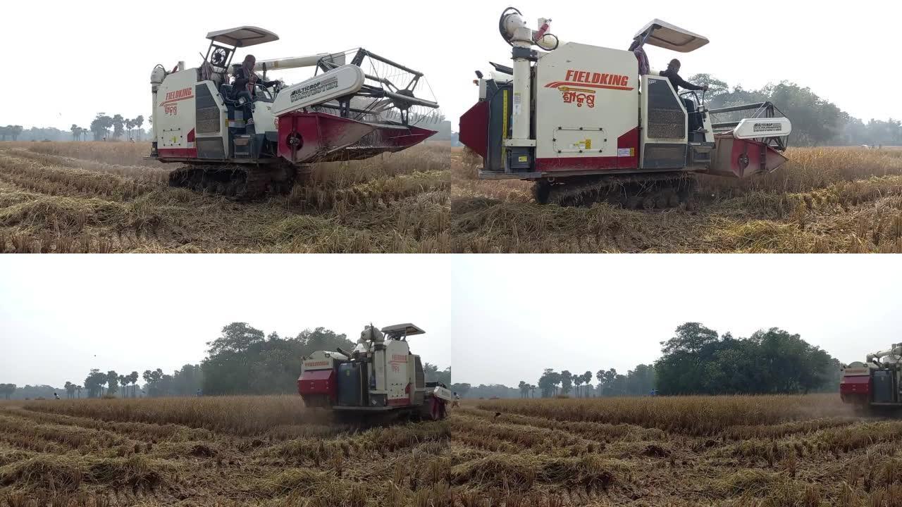 农场工人用联合收割机收割水稻，奥里萨邦，印度，bhedrak