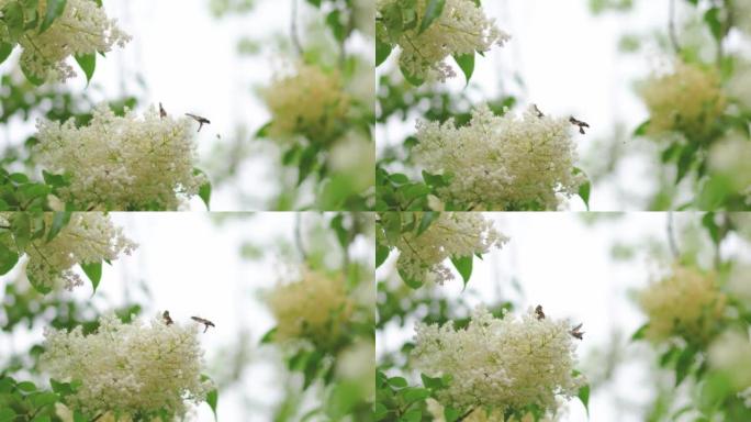 蜂鸟鹰蛾蝴蝶在梨花上休息