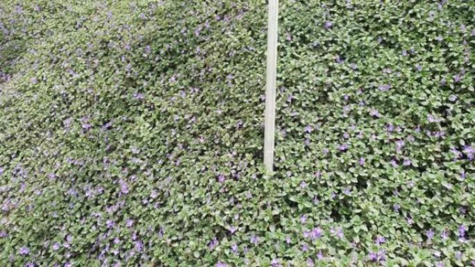 金马仑高原马来西亚美丽的花草床
