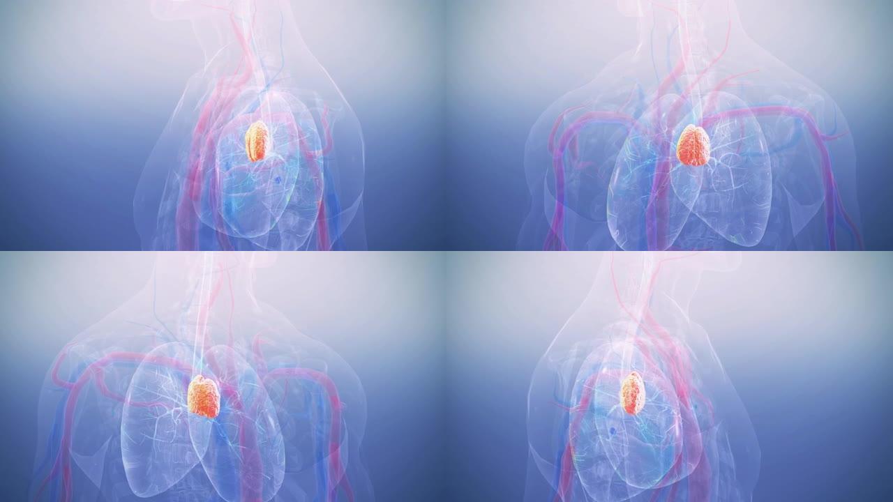 人体胸腺解剖学胸腺三维动画神经网络肺部结