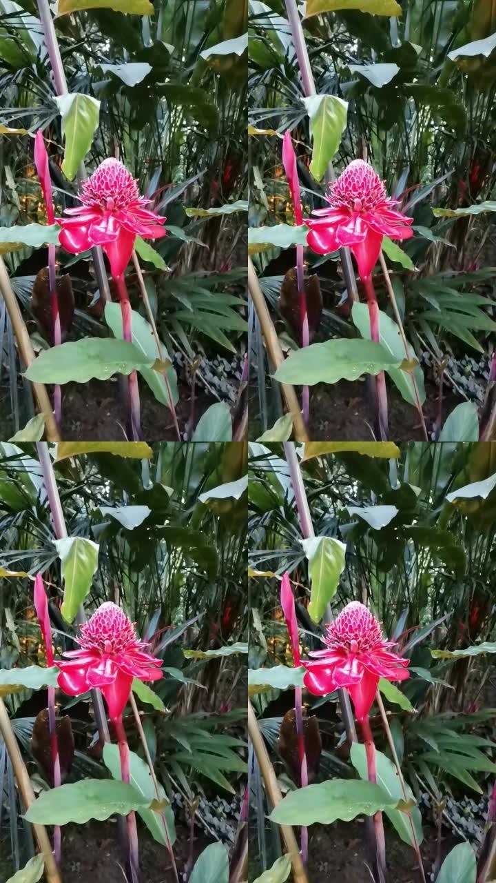 Etlingera elatior植物的开花。Etlingera elatior又名火炬姜、姜花、红