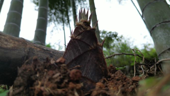 雨后春笋  露珠滑落唯美慢镜头意境