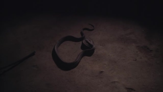 眼镜王蛇在洞穴的地面上缓慢蠕动