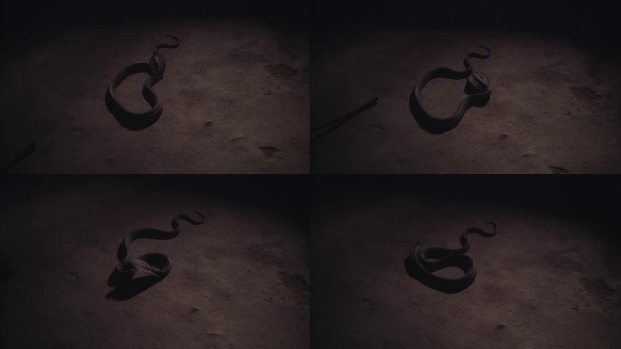 眼镜王蛇在洞穴的地面上缓慢蠕动