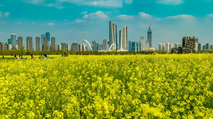 南京江心洲油菜花延时