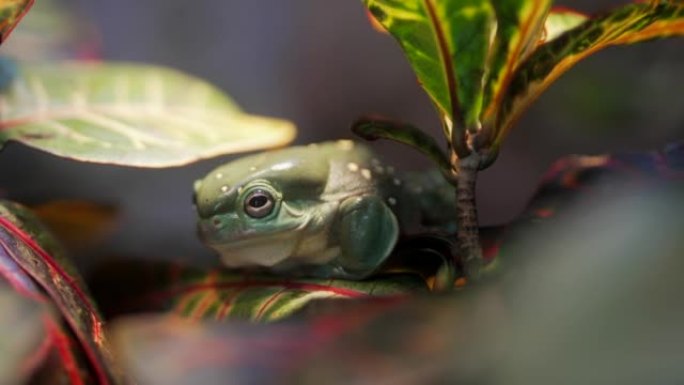 关闭丛林植物上的青蛙