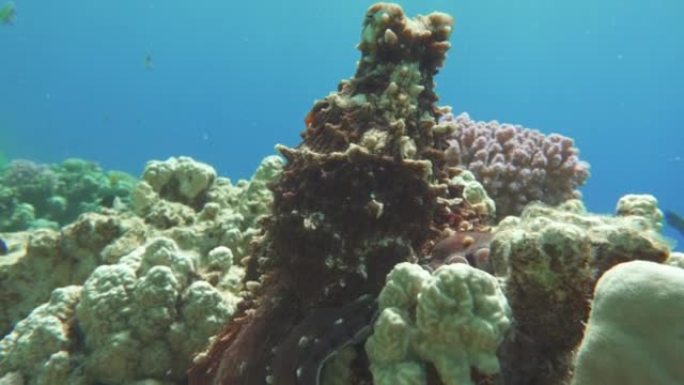 章鱼。红海礁石上的蓝色大章鱼。