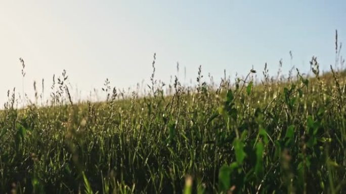 夏季草地的慢动作，小穗被明亮的夏日阳光照亮。夏季草地自然背景平底锅拍摄