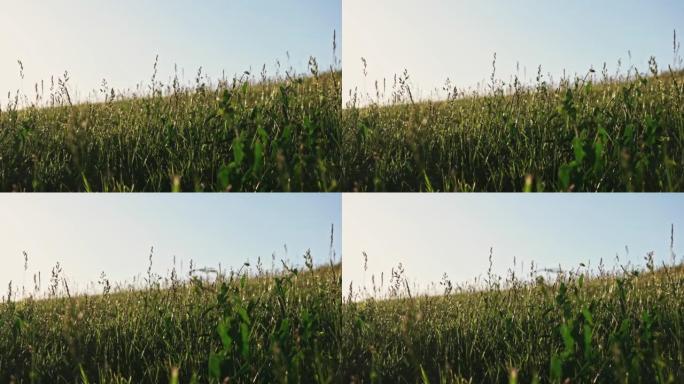 夏季草地的慢动作，小穗被明亮的夏日阳光照亮。夏季草地自然背景平底锅拍摄