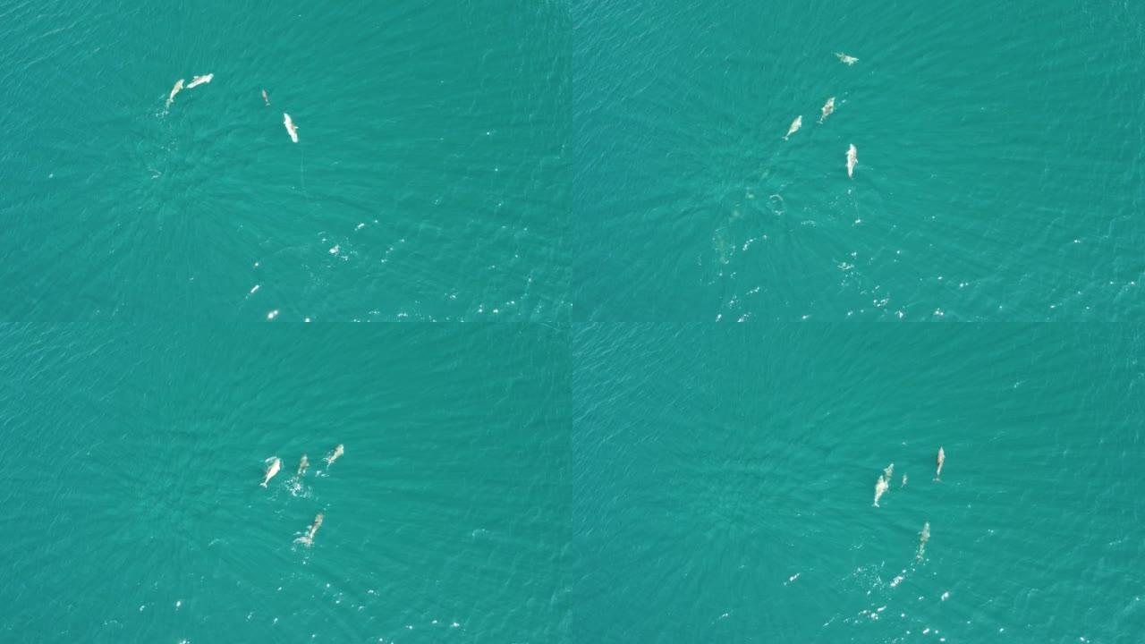 海豚在清澈碧绿的海水中缓慢游泳的鸟瞰图。从上方看，沿海岸线迁移的特有海洋哺乳动物群