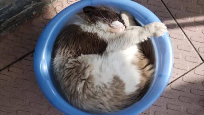 可爱的布娃娃猫在阳光明媚的下午睡在塑料盥洗盆里，高角度视角，4k循环镜头。
