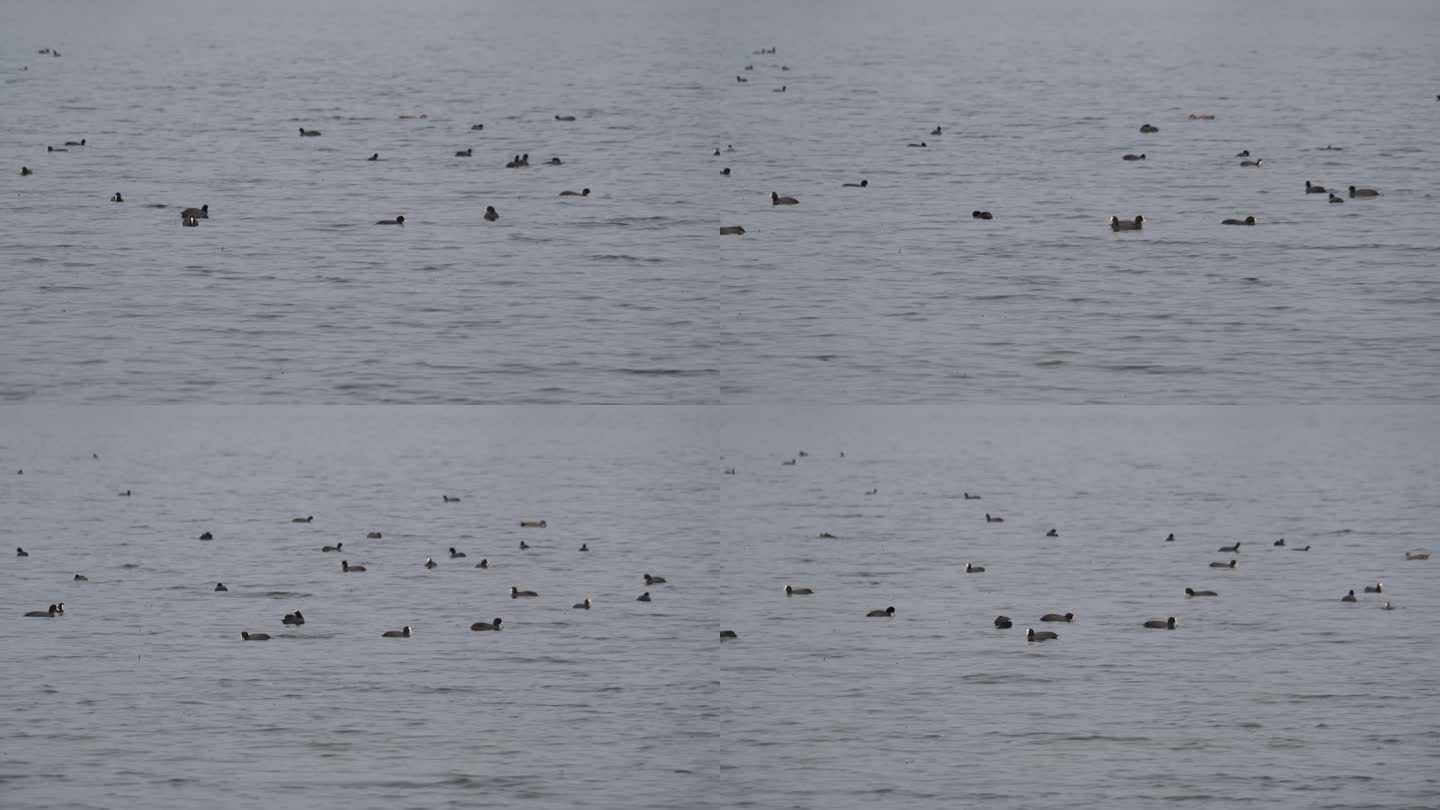 北京潮白河中一群水鸭在水中嬉戏觅食