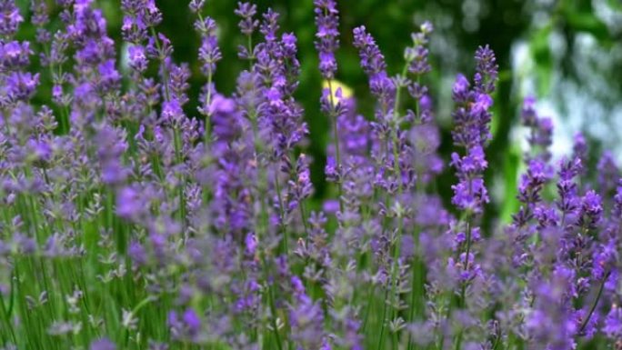 特写美丽盛开的薰衣草花在风中摇曳。蜜蜂在薰衣草花上工作。盛开的紫色芳香薰衣草花。慢动作。自然背景。