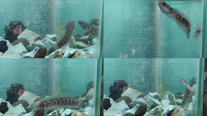 水族馆中亚洲河豚或彩虹蛇头的特写