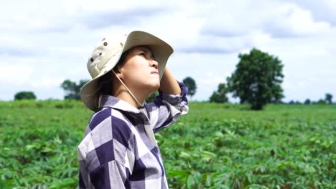 一个戴着帽子的女人站在木薯田里。