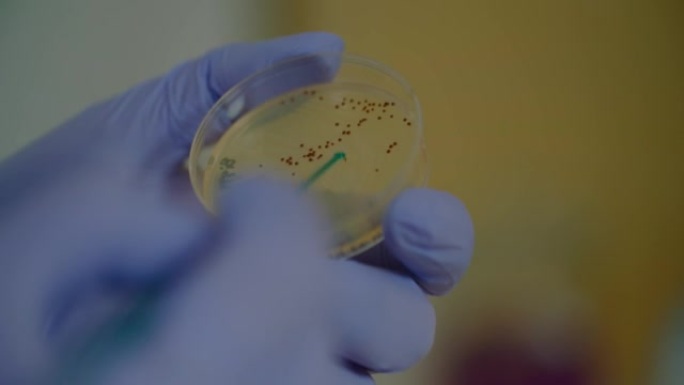 微生物学家通过光观察带有细菌的培养皿的特写镜头