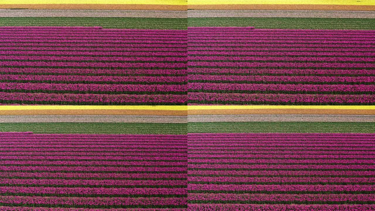 荷兰的郁金香田。花开的彩色粉红色，黄色，橙色和红色郁金香的鸟瞰图。荷兰郁金香季节。