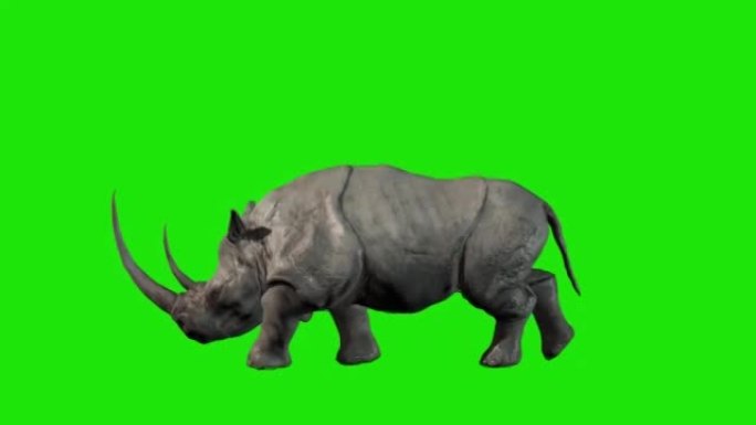 犀牛在绿色屏幕上行走