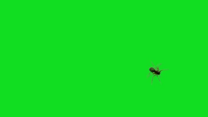 蜘蛛在绿色屏幕上行走