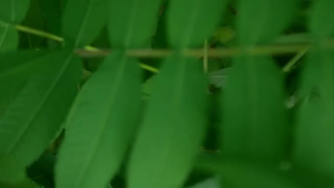 观赏漆树植物的美丽饱和叶子关闭。