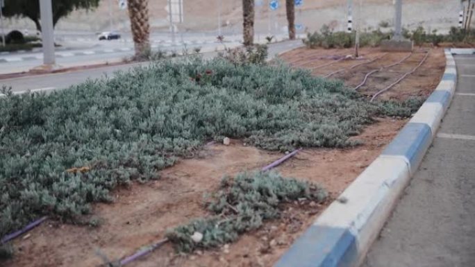 用于装饰植物的滴灌系统，用于道路附近沙漠的干燥气候。以色列