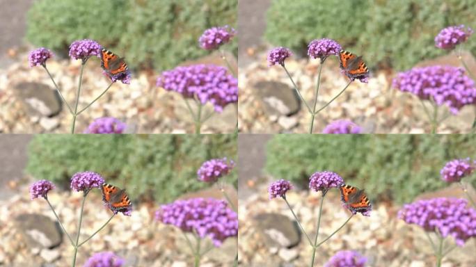 玳瑁蝴蝶 (Aglais urticae) 以紫色马鞭草为食物