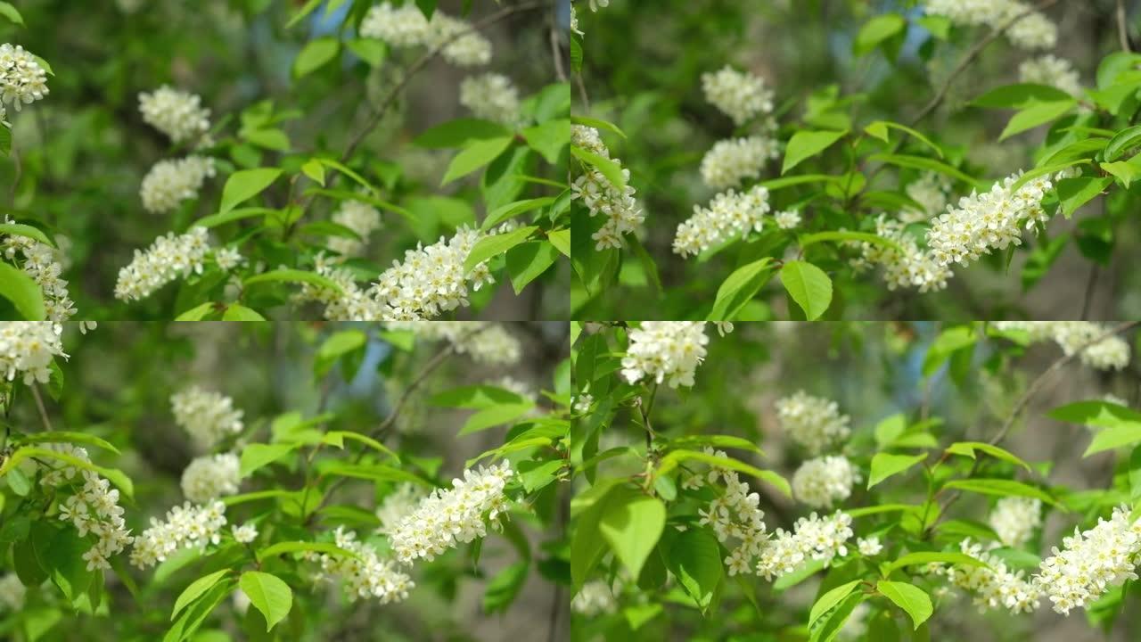 盛开的鸟樱桃树。鸟樱花在模糊的绿色背景上关闭。开花的李茎树，有白色的小花。春天盛开的景色。复制文本空