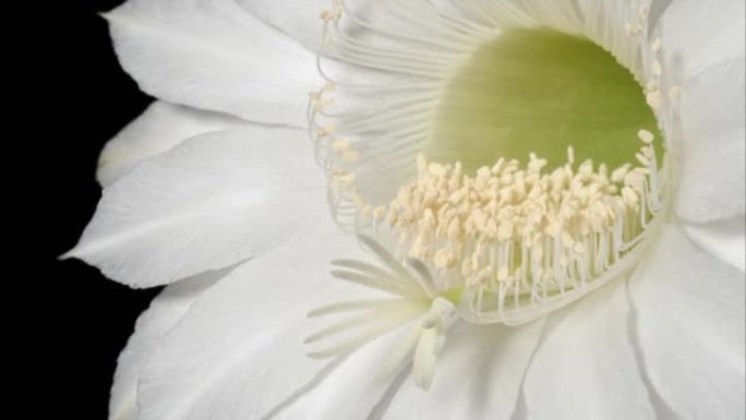 生长的白色仙人掌花雌蕊和雄蕊的时间流逝，4k视频工作室拍摄，特写镜头。