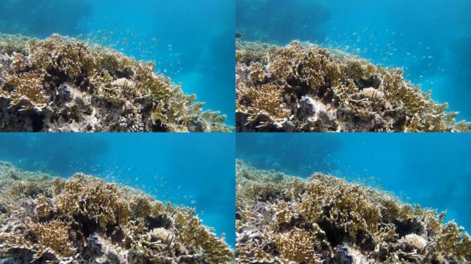 水下海洋生物，鱼类藏在珊瑚中
