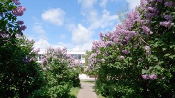 人行道两侧开花的紫色丁香灌木丛